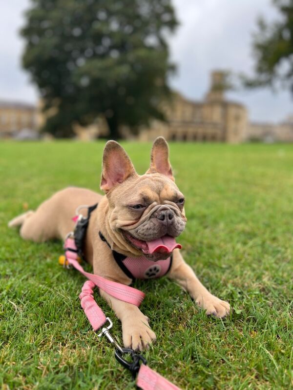 French Bulldog Puppies for sale in Friern Barnet, Greater London - Image 2