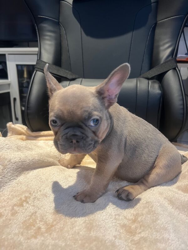 French Bulldog Puppies for sale in Friern Barnet, Greater London - Image 3