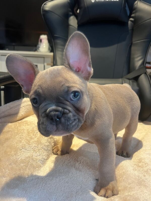 French Bulldog Puppies for sale in Friern Barnet, Greater London - Image 4