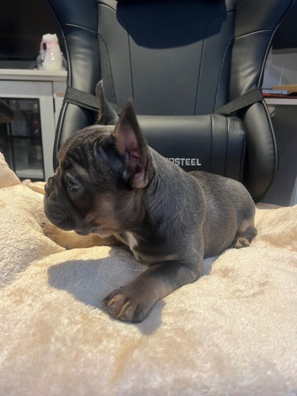 French Bulldog Puppies for sale in Friern Barnet, Greater London - Image 5