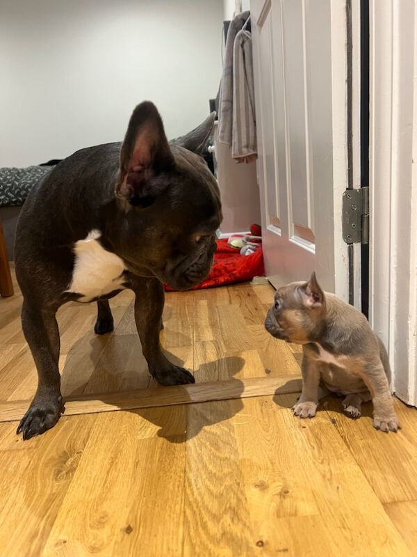 French Bulldog Puppies for sale in Friern Barnet, Greater London - Image 6