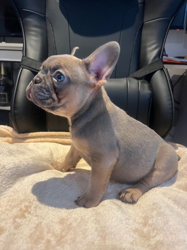 French Bulldog Puppies for sale in Friern Barnet, Greater London - Image 8