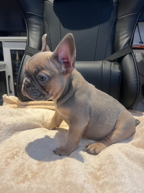 French Bulldog Puppies for sale in Friern Barnet, Greater London - Image 9