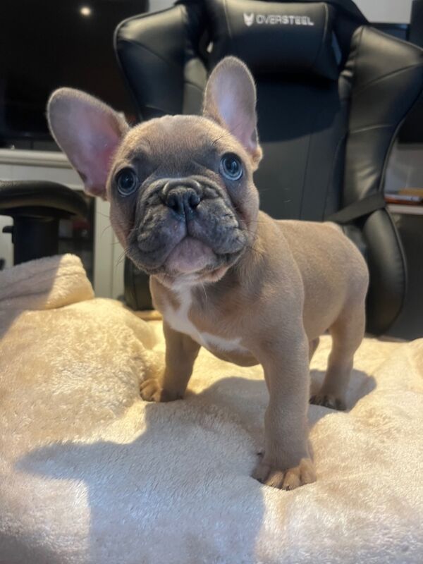 French Bulldog Puppies for sale in Friern Barnet, Greater London - Image 10