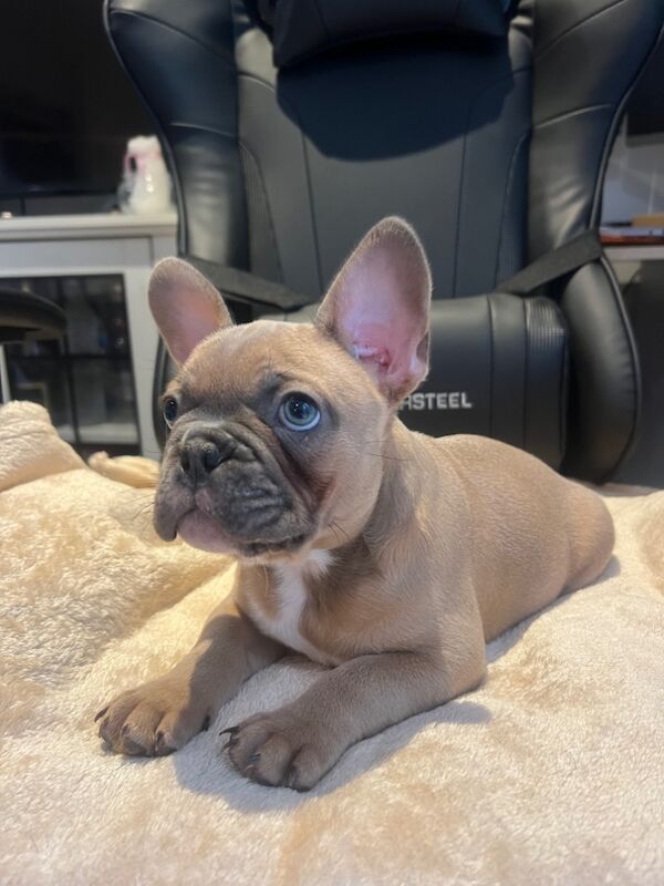 French Bulldog Puppies for sale in Friern Barnet, Greater London - Image 11