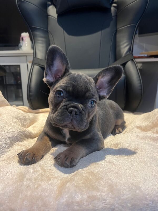 French Bulldog Puppies for sale in Friern Barnet, Greater London - Image 12