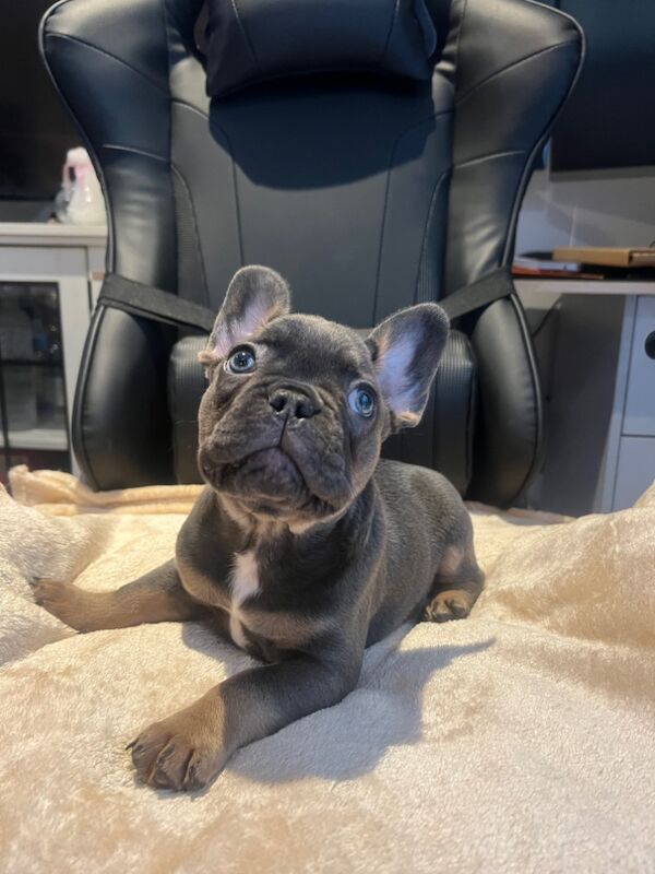 French Bulldog Puppies for sale in Friern Barnet, Greater London - Image 13