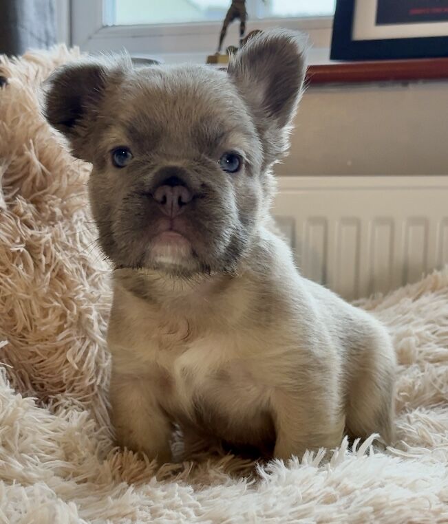 French Bulldog Puppies Fluffy Frenchies for sale in Carlisle, Cumbria