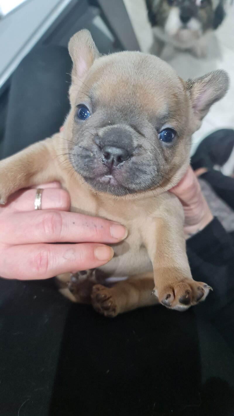 French Bulldog puppies for sale in Maidenhead, Berkshire - Image 2