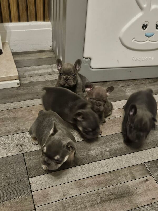 French bulldog puppies for sale in Heywood, Greater Manchester