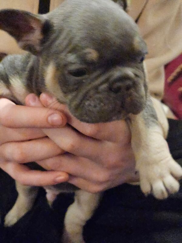 French bulldog puppies for sale in Heywood, Greater Manchester - Image 2