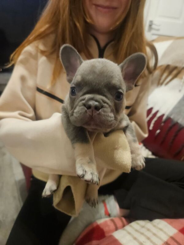 French bulldog puppies for sale in Heywood, Greater Manchester - Image 3