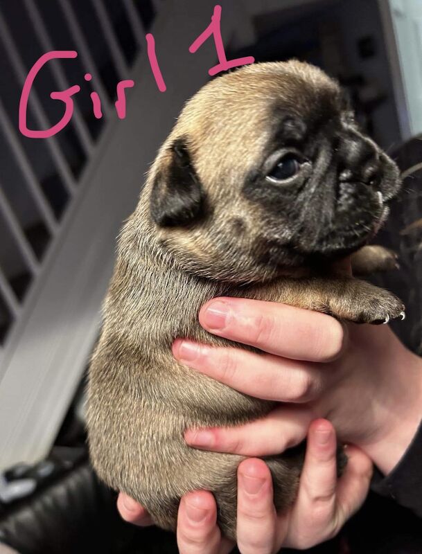 Puppies sold hot sale near me