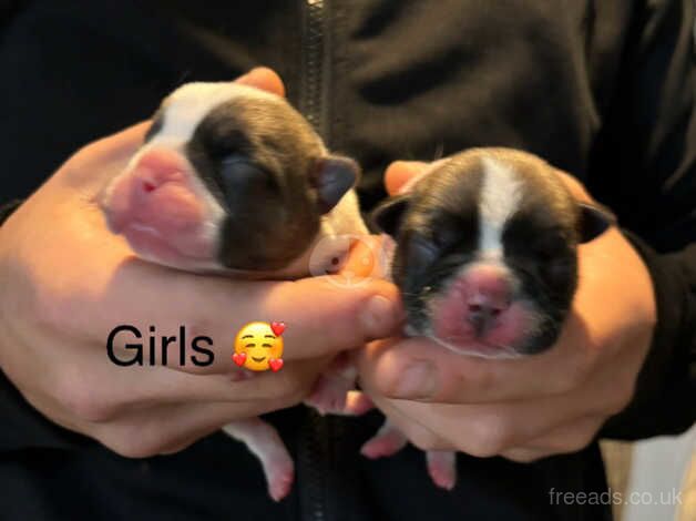 French bulldog puppies for sale in Accrington, Lancashire - Image 2