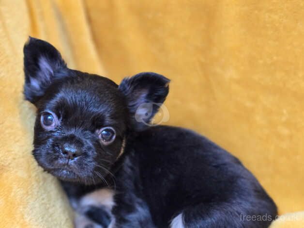 French Bulldog Puppies for sale in Dundee, Dundee City