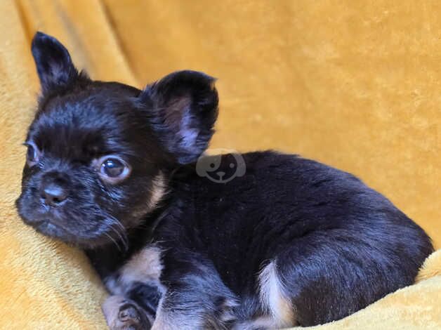 French Bulldog Puppies for sale in Dundee, Dundee City - Image 2