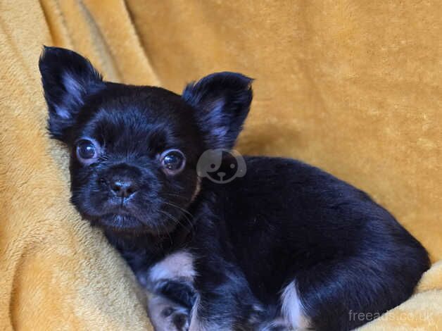 French Bulldog Puppies for sale in Dundee, Dundee City - Image 3