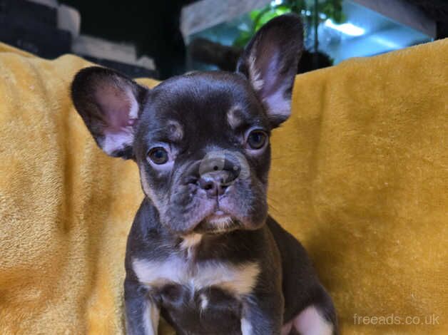 French Bulldog Puppies for sale in Dundee, Dundee City - Image 4