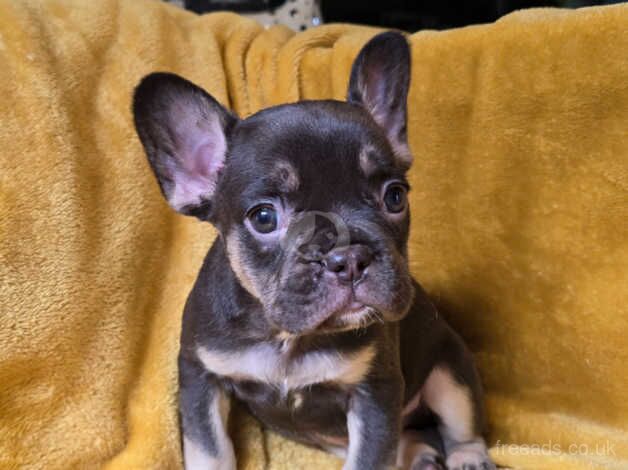 French Bulldog Puppies for sale in Dundee, Dundee City - Image 5