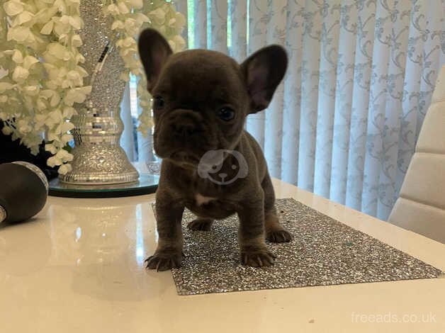 French bulldog puppies for sale in Bristol