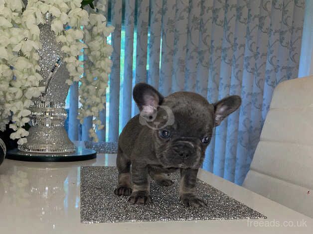 French bulldog puppies for sale in Bristol - Image 2