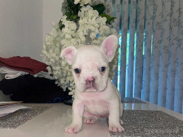 French bulldog puppies for sale in Bristol - Image 3