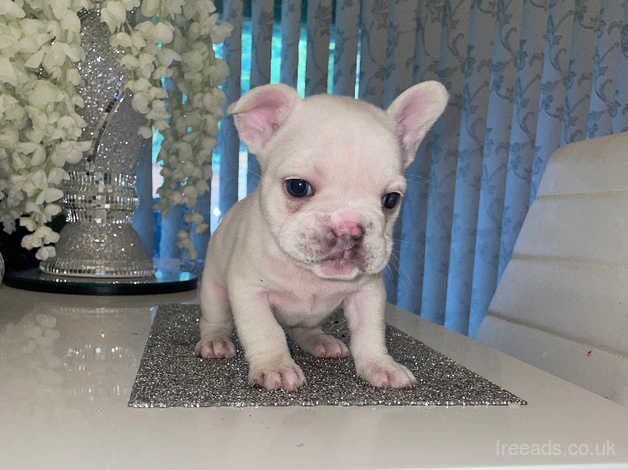 French bulldog puppies for sale in Bristol - Image 4