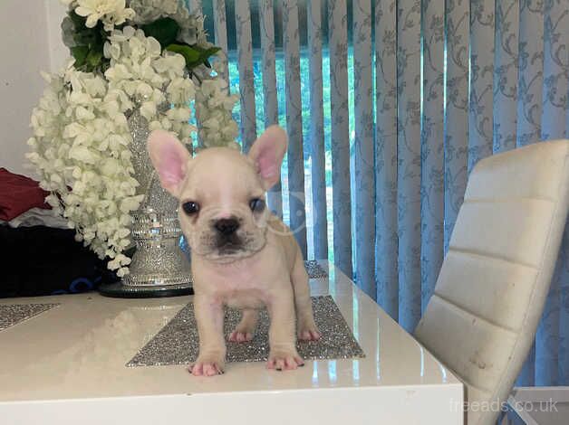 French bulldog puppies for sale in Bristol - Image 5