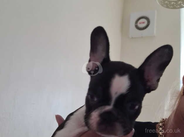 French bulldog puppies for sale in Durham, County Durham - Image 2