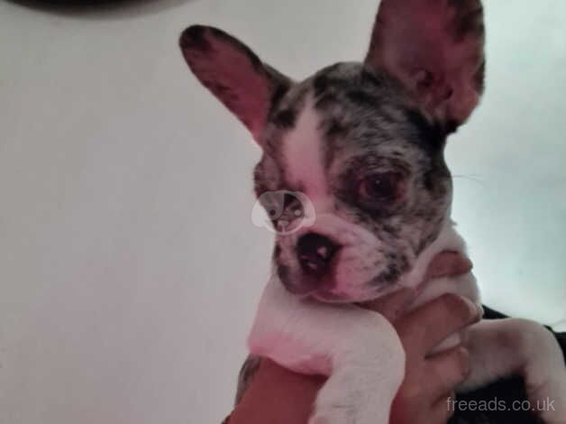 French bulldog puppies for sale in Durham, County Durham - Image 3