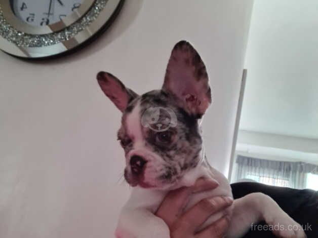 French bulldog puppies for sale in Durham, County Durham - Image 4