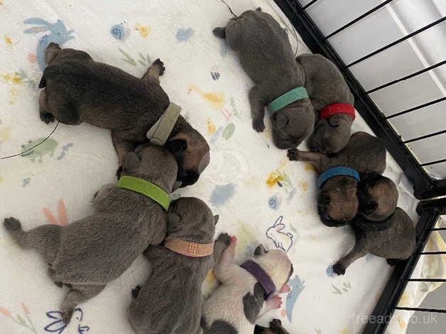 French bulldog puppies for sale in Gateshead, Tyne and Wear