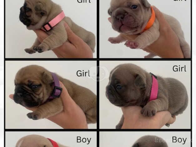 French bulldog puppies for sale in Gateshead, Tyne and Wear