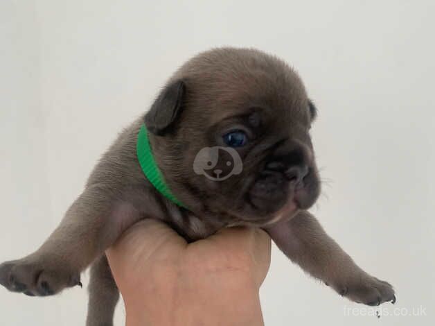 French bulldog puppies for sale in Gateshead, Tyne and Wear - Image 2