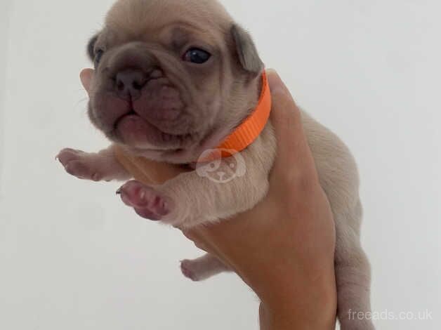 French bulldog puppies for sale in Gateshead, Tyne and Wear - Image 4