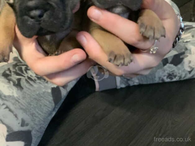 French bulldog puppies for sale in King's Lynn, Norfolk