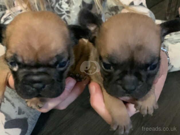 French bulldog puppies for sale in King's Lynn, Norfolk - Image 2