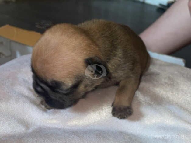 French bulldog puppies for sale in King's Lynn, Norfolk - Image 3