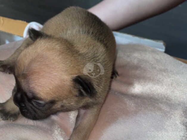 French bulldog puppies for sale in King's Lynn, Norfolk - Image 4