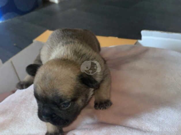 French bulldog puppies for sale in King's Lynn, Norfolk - Image 5