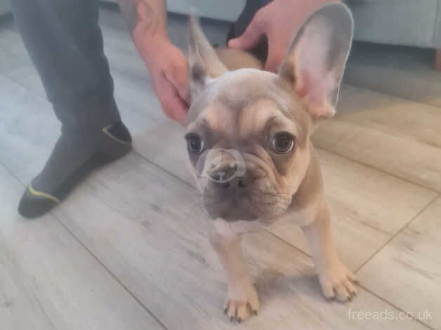 French bulldog puppies for sale in Porth, Rhondda Cynon Taf - Image 2