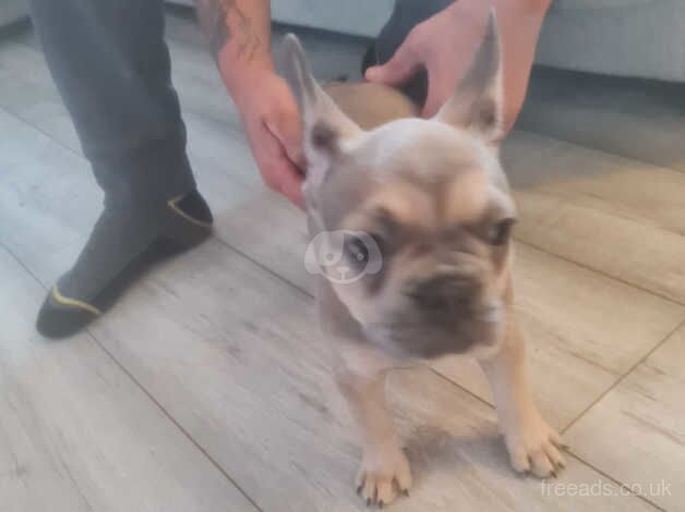 French bulldog puppies for sale in Porth, Rhondda Cynon Taf - Image 3