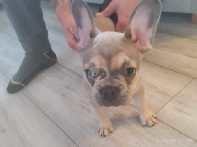 French bulldog puppies for sale in Porth, Rhondda Cynon Taf - Image 4