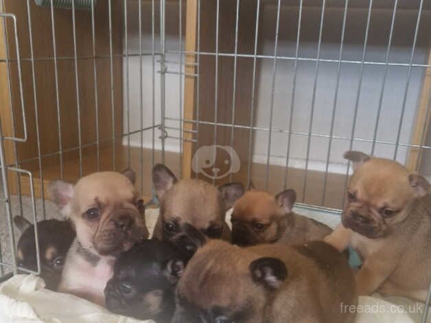 French bulldog puppies for sale in Southampton, Hampshire