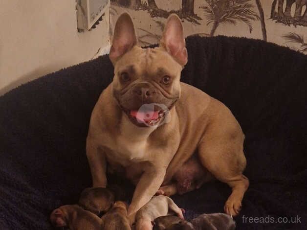 French bulldog puppies for sale in Southampton, Hampshire - Image 2