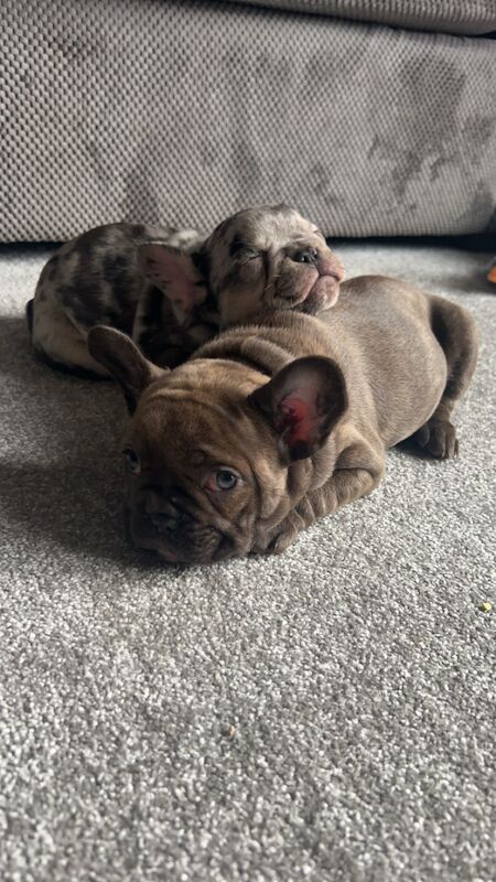 French Bulldog Puppies, Merle and Brindle. for sale in Lakeside Village, South Yorkshire