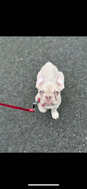 French BullDog Puppy for sale in Basildon, Essex