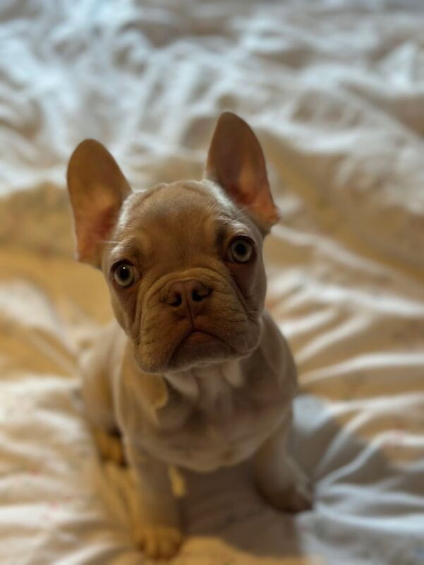 French BullDog Puppy for sale in Basildon, Essex - Image 2