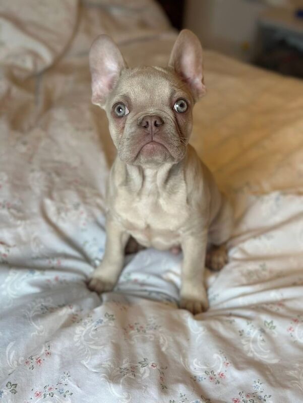 French BullDog Puppy for sale in Basildon, Essex - Image 3