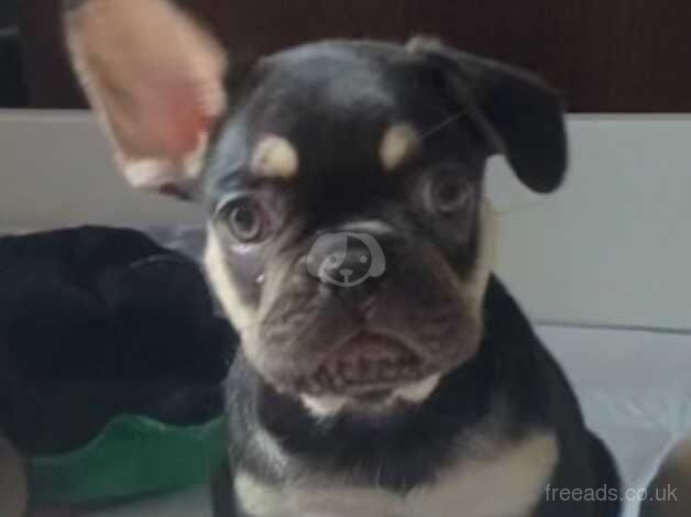 French bulldog puppy for sale in Banbury, Oxfordshire